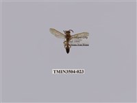 藏品(變側異腹胡蜂)的圖片